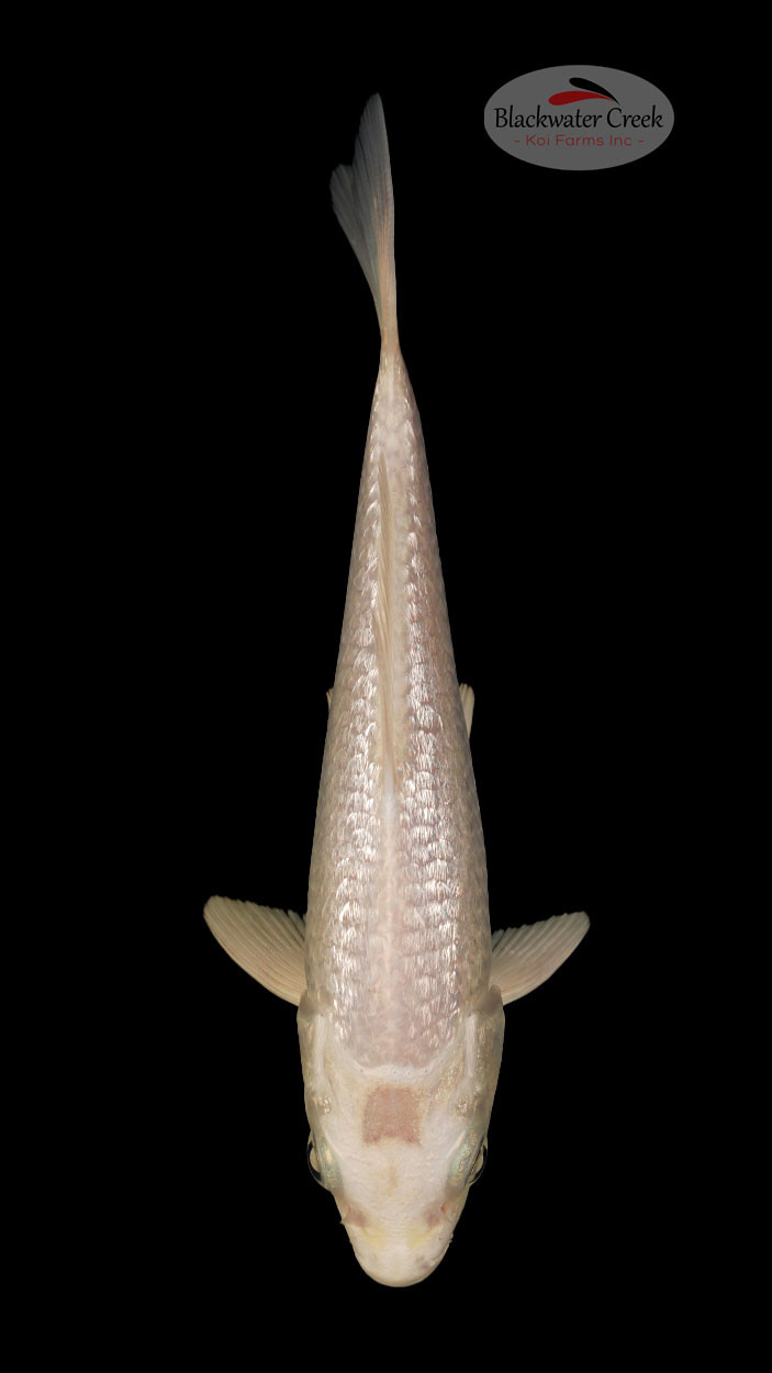 Gin Rin Platinum 45 inches [N24T573] Blackwater Creek Koi Farms