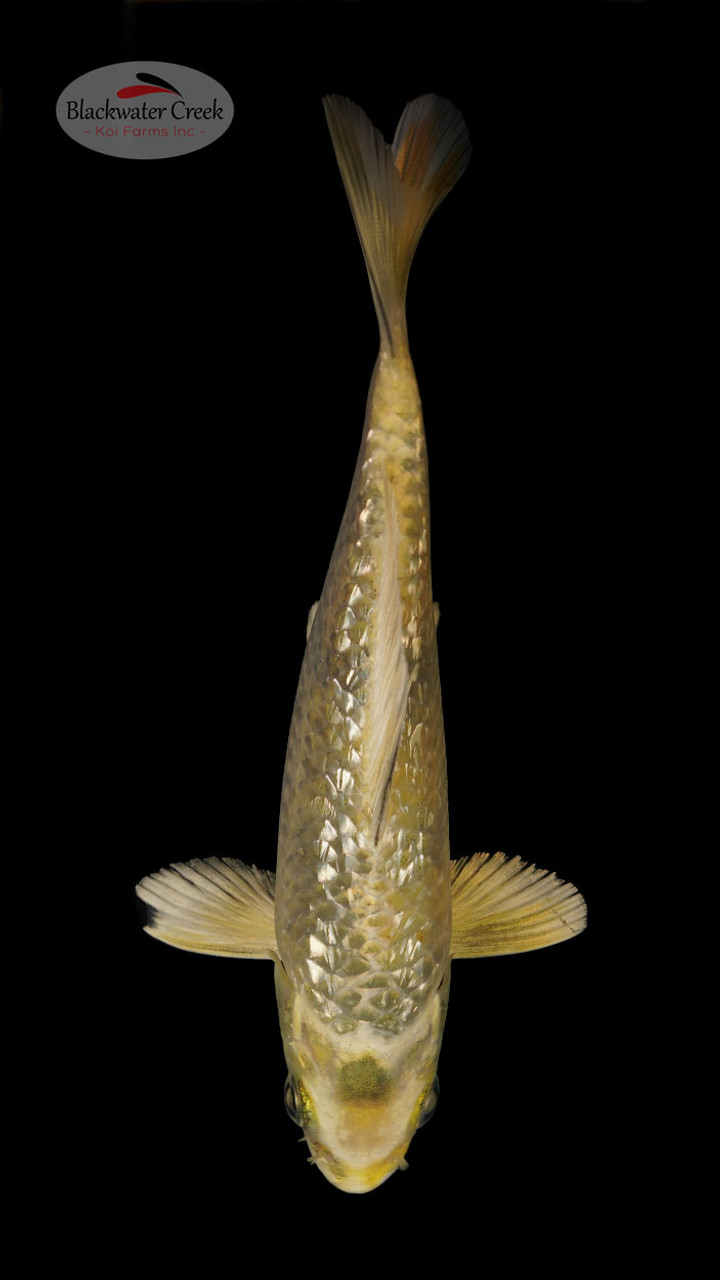 Yellow Zebra 67 inches [N24T1027] Blackwater Creek Koi Farms