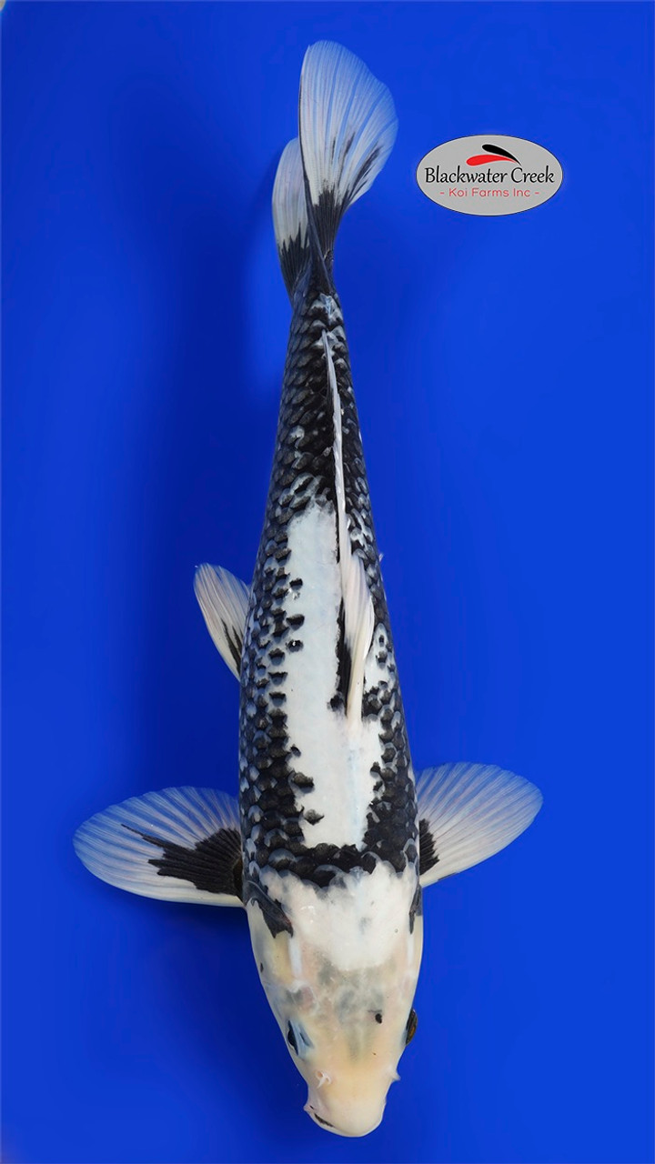 堅実な究極の 14 Matsukawabake inches Creek Blackwater - [EA4-1152024-5] ウイスキー