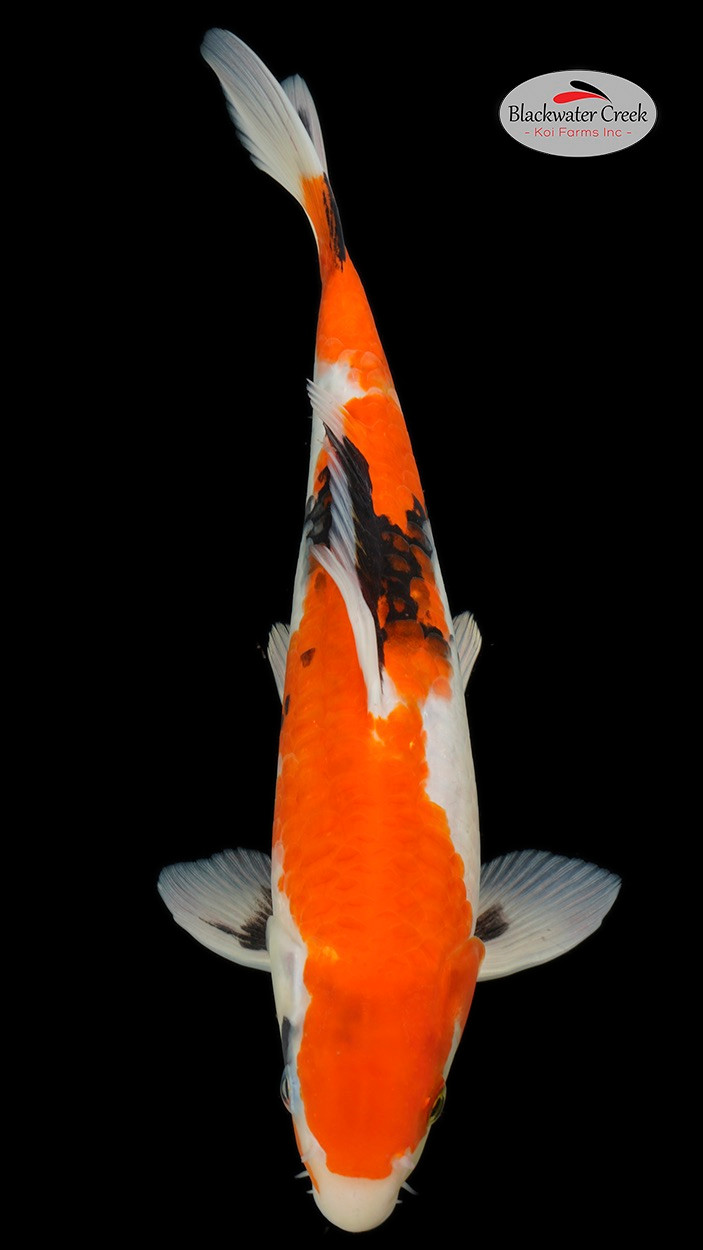 Showa 13 inches [EA7-1152024-12] - Blackwater Creek Koi Farms