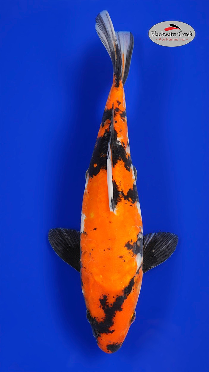 Showa Koi koi for sale