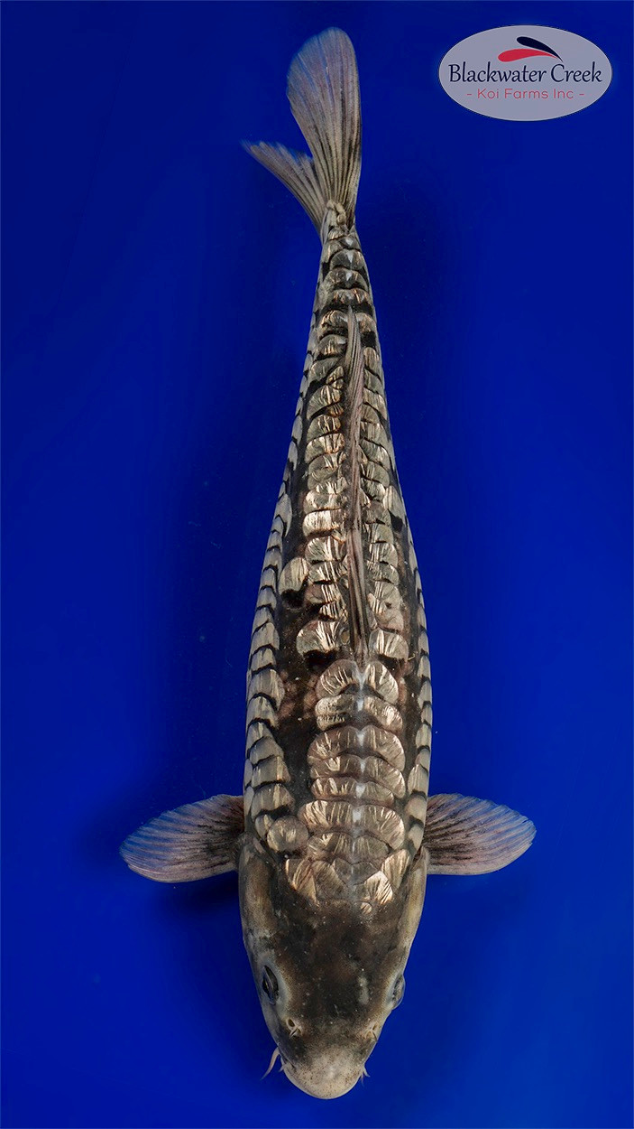 Gin Rin Soragoi 15 inches [EA7-1725-17] - Blackwater Creek Koi Farms