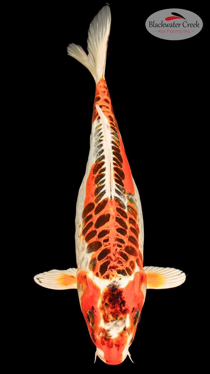 user_9fbdb4ff  希少　GO FISH maxresdefault.jpg