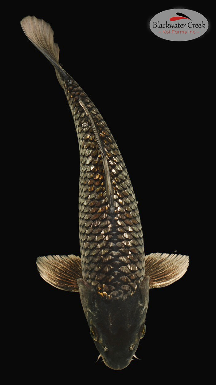 Gin Rin Ochiba 14 inches [EC1-1725-39] - Blackwater Creek Koi Farms