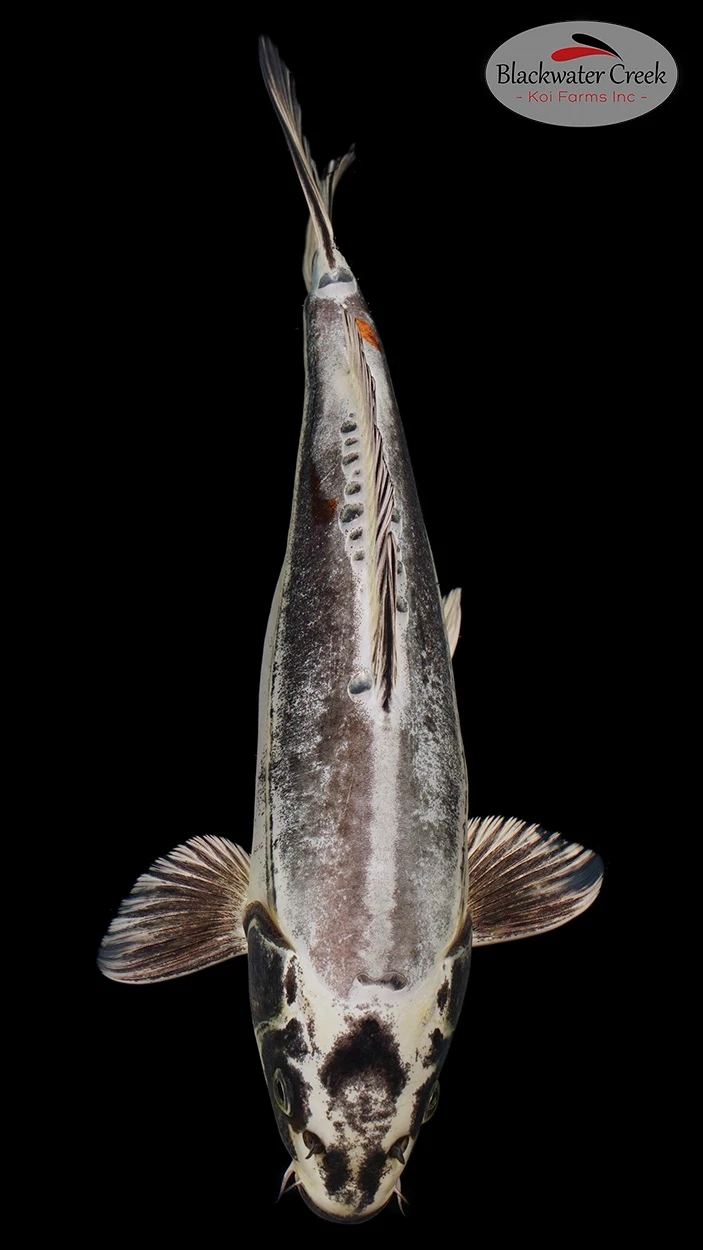 Kikokuryu Koi koi for sale