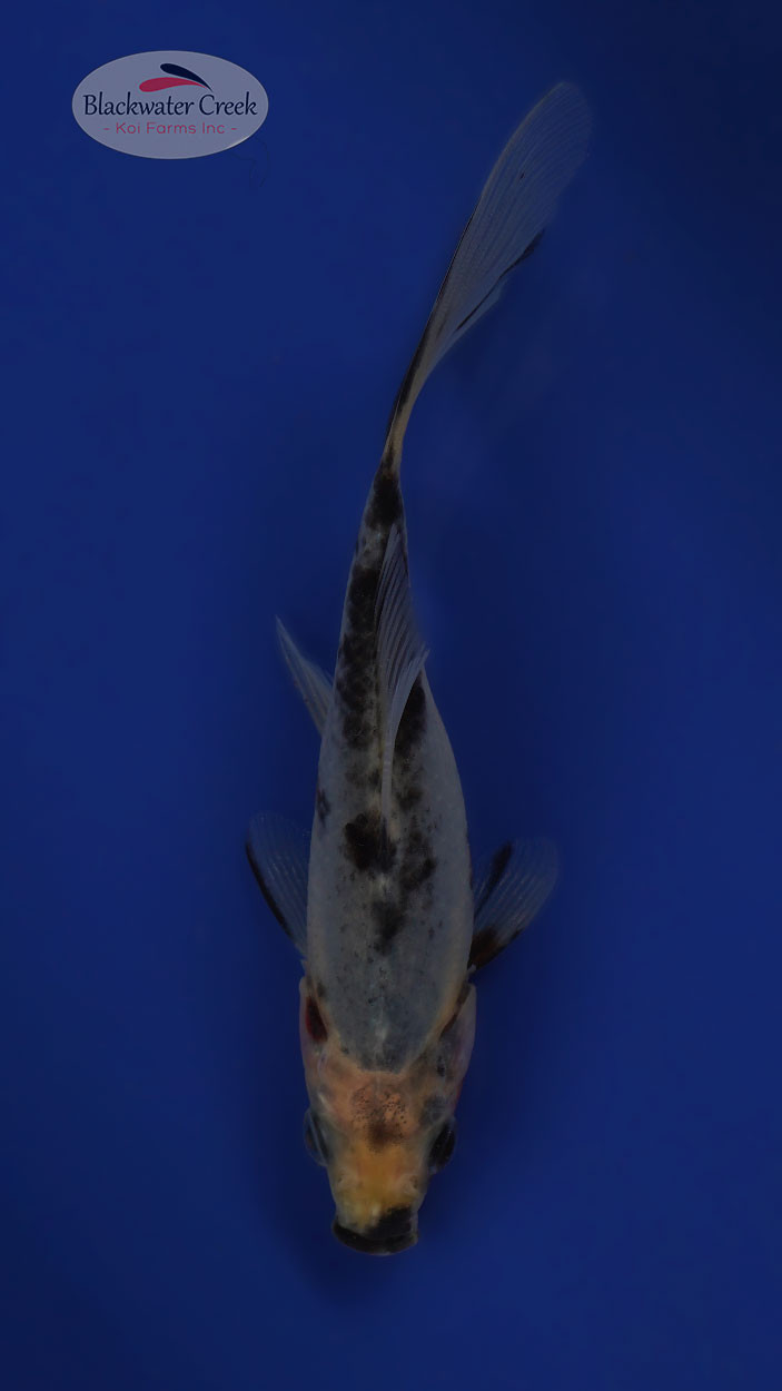 Inky the Goldfish 4-5 inches [WW25-T145-15] - Blackwater Creek Koi