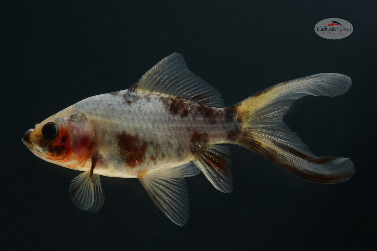 Inky the Goldfish 4-5 inches [WW25-T145-15] - Blackwater Creek Koi