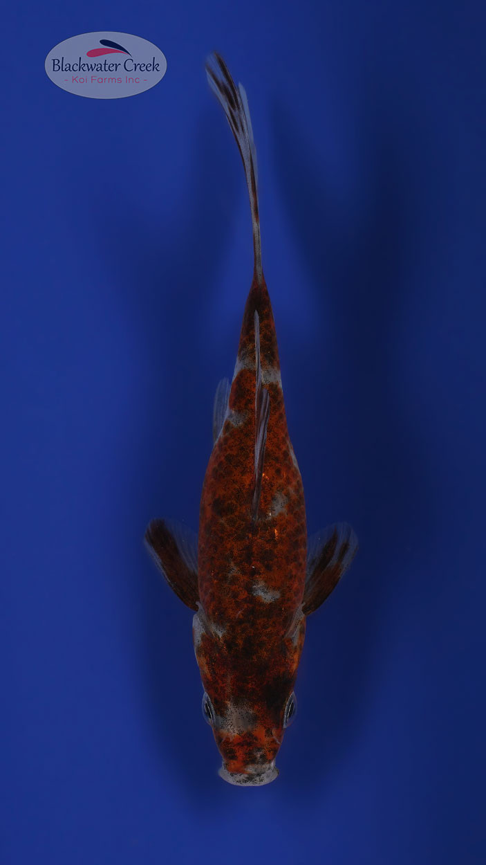 Goldfish 5-6 inches [WW25-T145-12] - Blackwater Creek Koi Farms