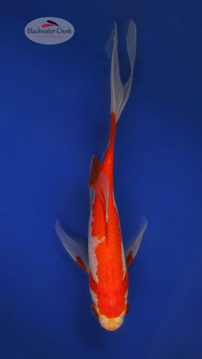 Red Stripe Comet 5-6 inches [WW25-T71-8] - Blackwater Creek Koi Farms
