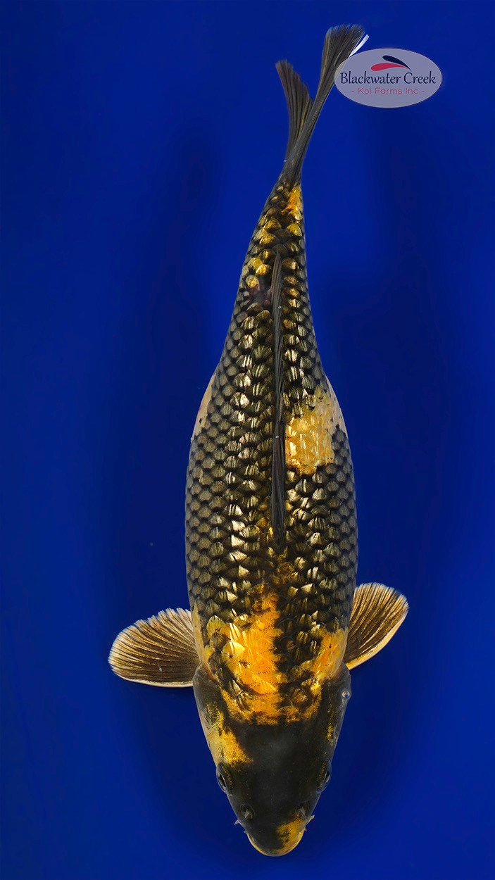 Gin Rin Kin Ki Utsuri 11 inches [EB3-42125-37] - Blackwater Creek Koi Farms