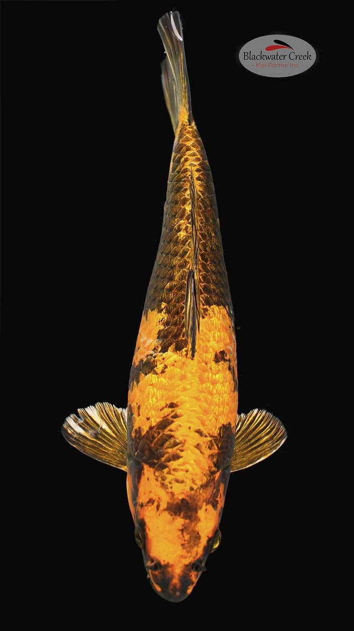 Ki Utsuri koi for sale