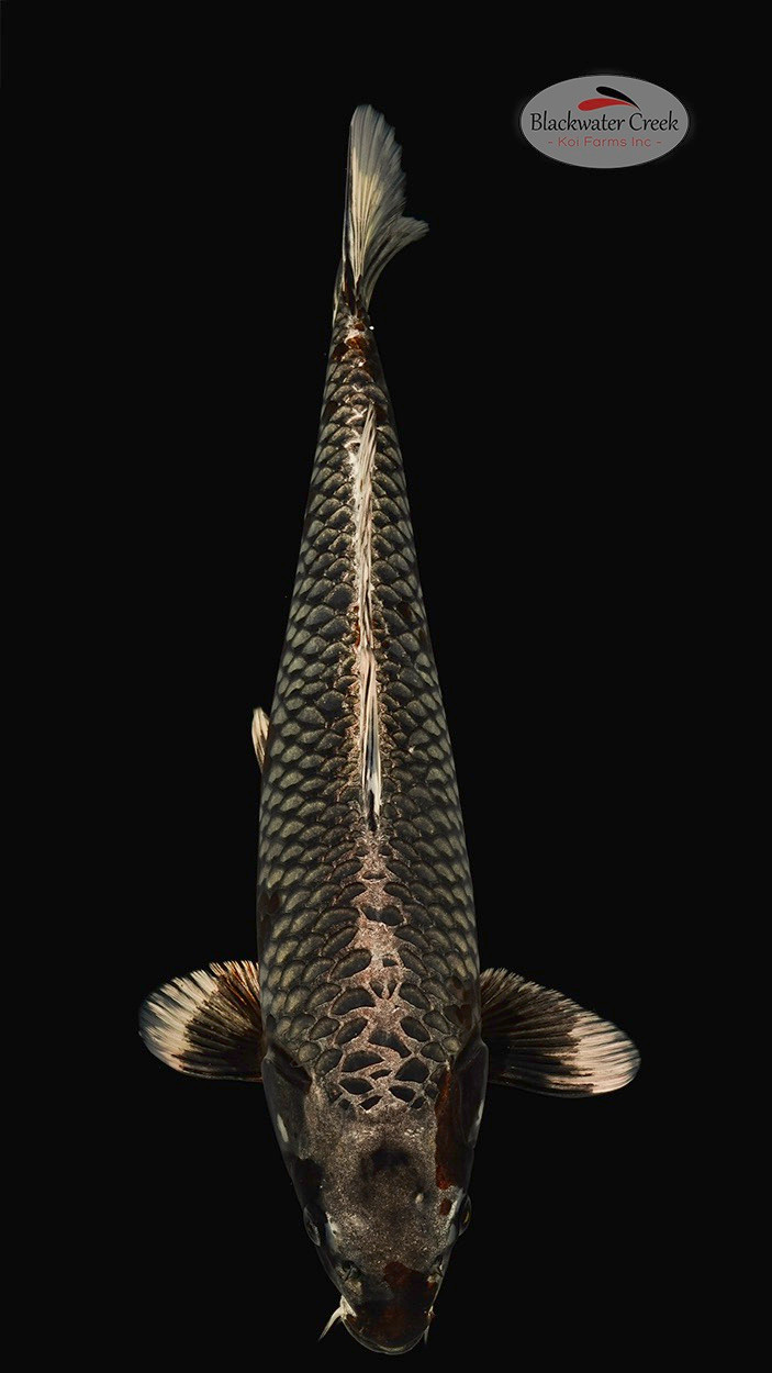 Ginga 17 inches [EC7-42125-78] - Blackwater Creek Koi Farms