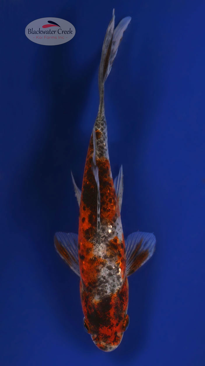 Blackwater Creek Koi Peanuts For Sale Buy Japanese Koi Near Me Lot