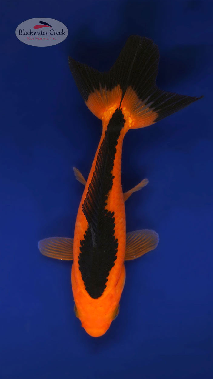 Racing Stripe Wakin 4-5 inches [XX25-T76-4] - Blackwater Creek Koi