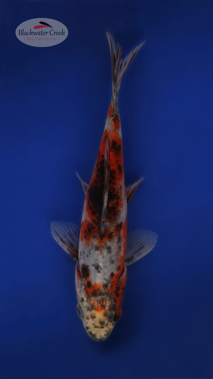 Calico Shubunkin 5-6 inches [XX25-T77-5] - Blackwater Creek Koi Farms