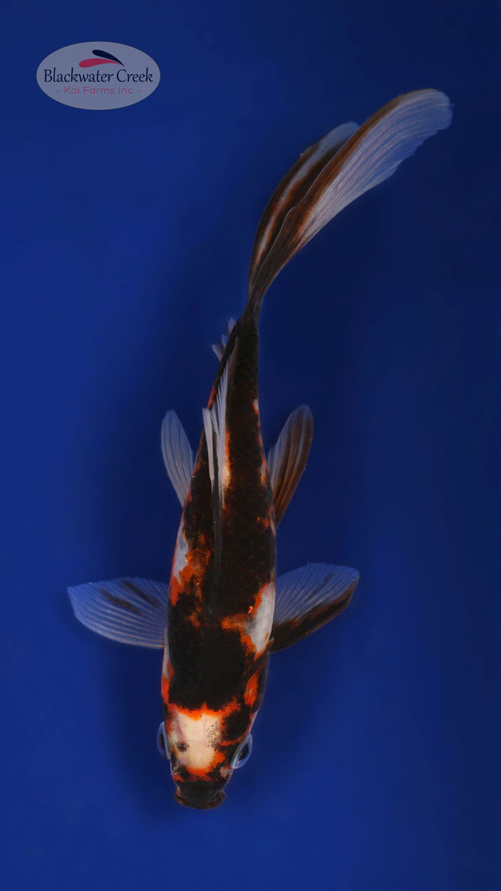 Fancy Fins Goldfish 5-6 inches[XX25-T77-8] Blackwater Creek Koi