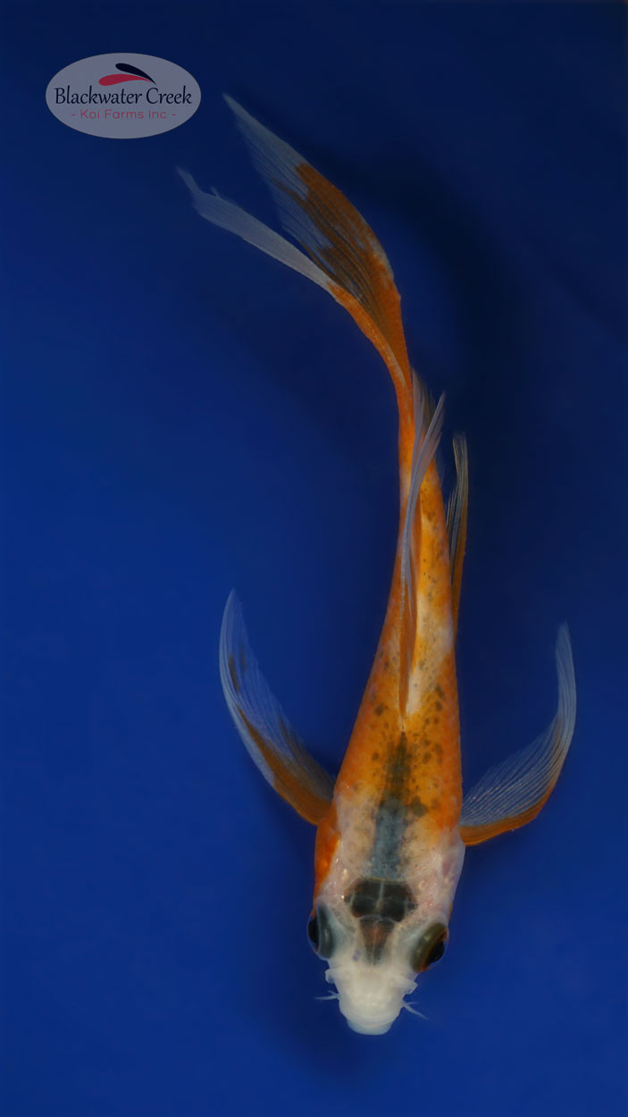 Asagi Koi koi for sale