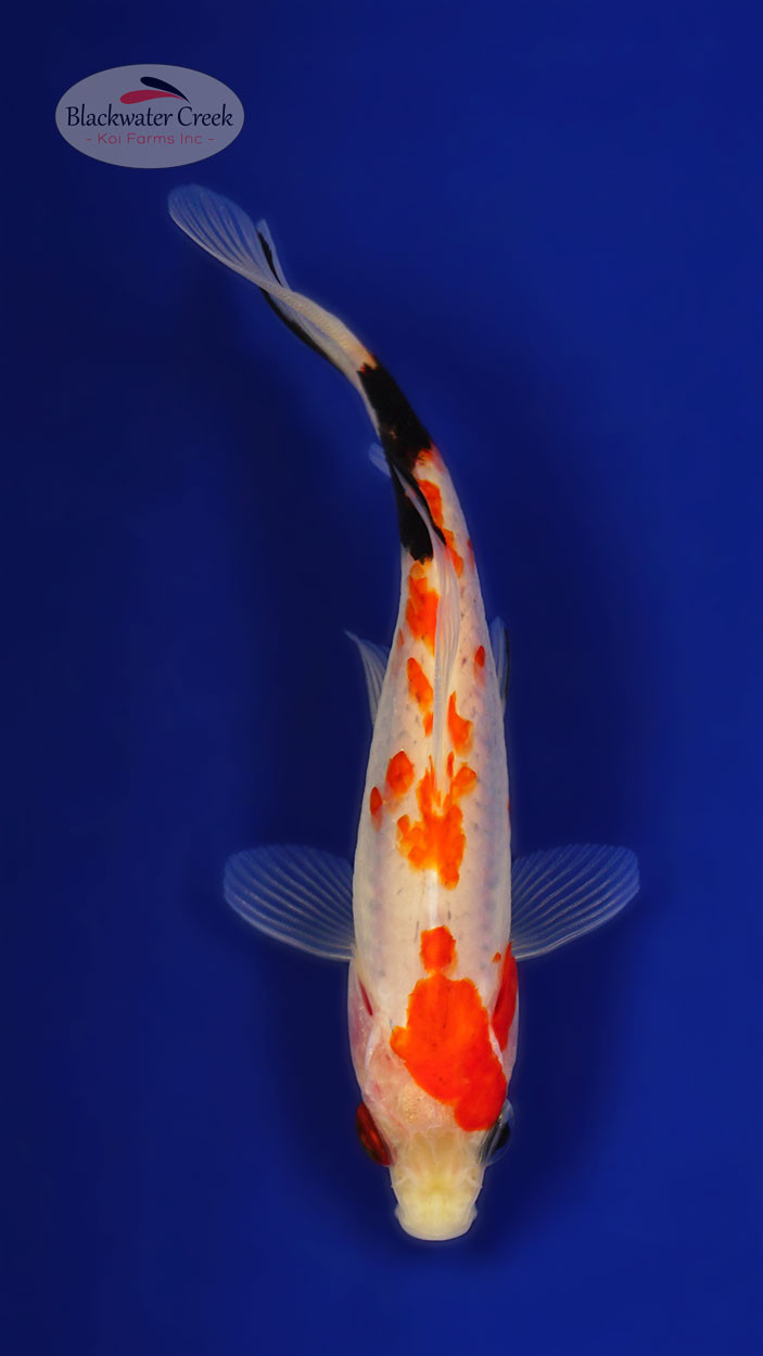Unique Goldfish 4-5 inches [XX25-T76-11] - Blackwater Creek Koi Farms