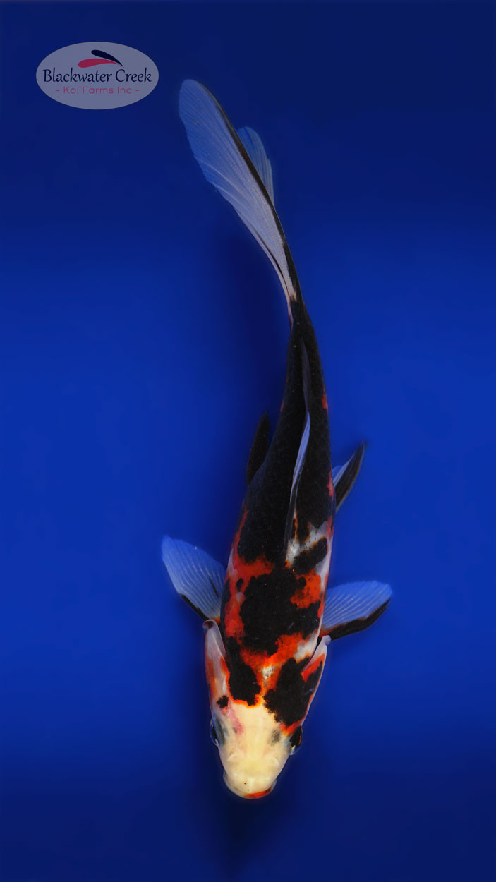 巨鯉 リミテッド Leon 6-7 inches [XX25-T83-9] - Blackwater Creek Koi Farms