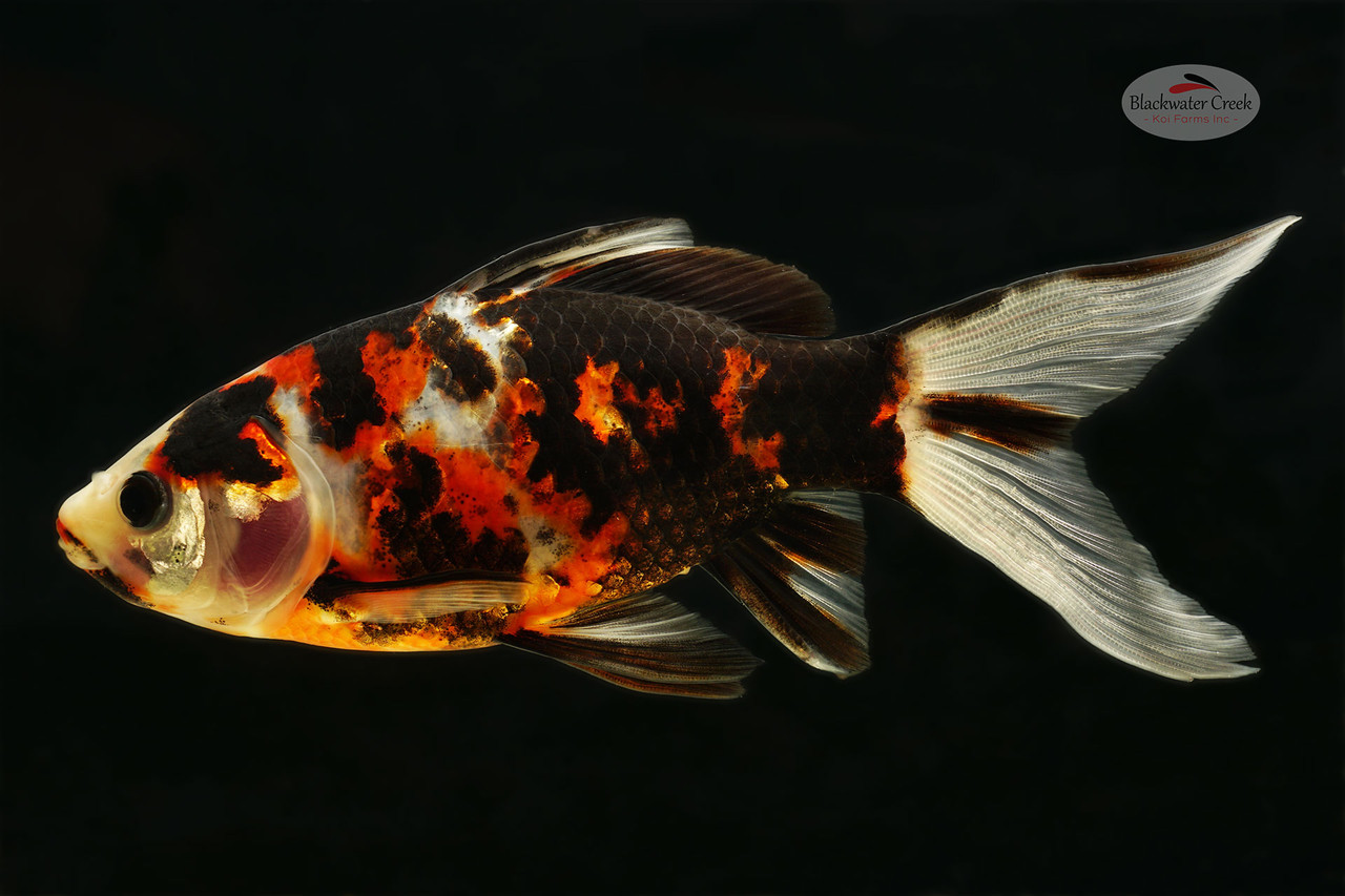 Leon 6-7 inches [XX25-T83-9] - Blackwater Creek Koi Farms