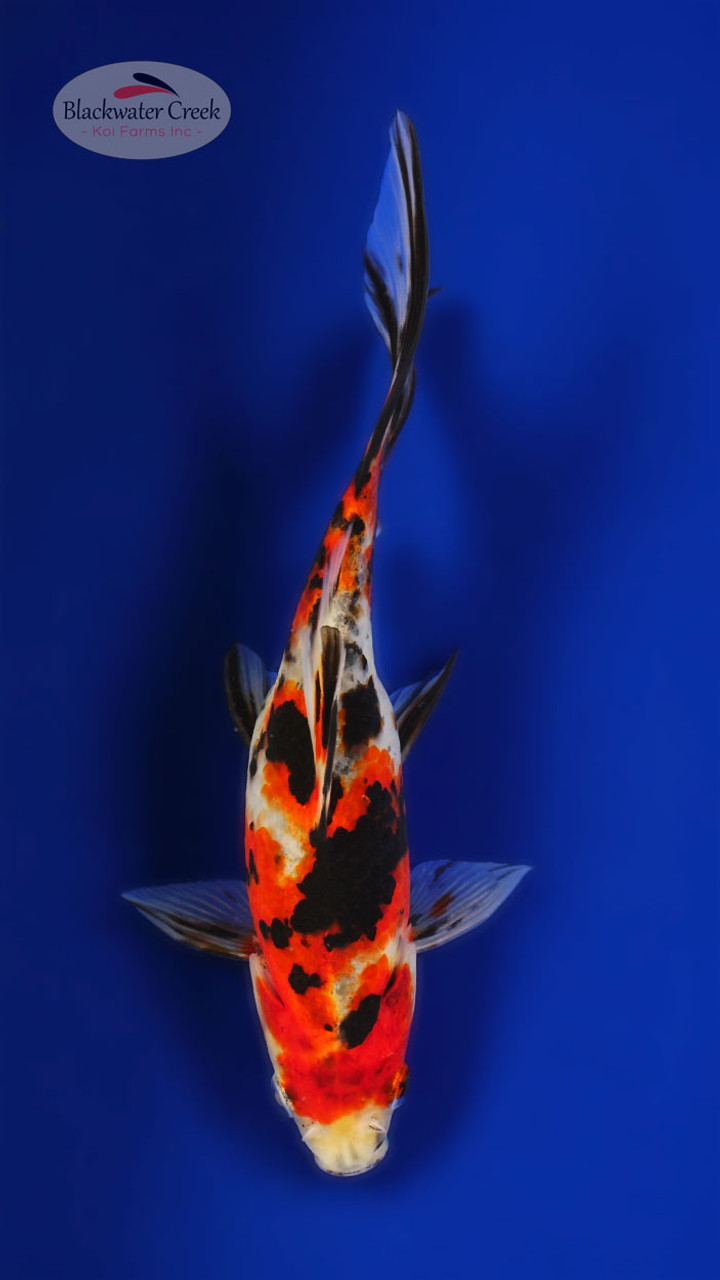 Smiley Goldfish 6-7 inches [XX25-T83-10] - Blackwater Creek