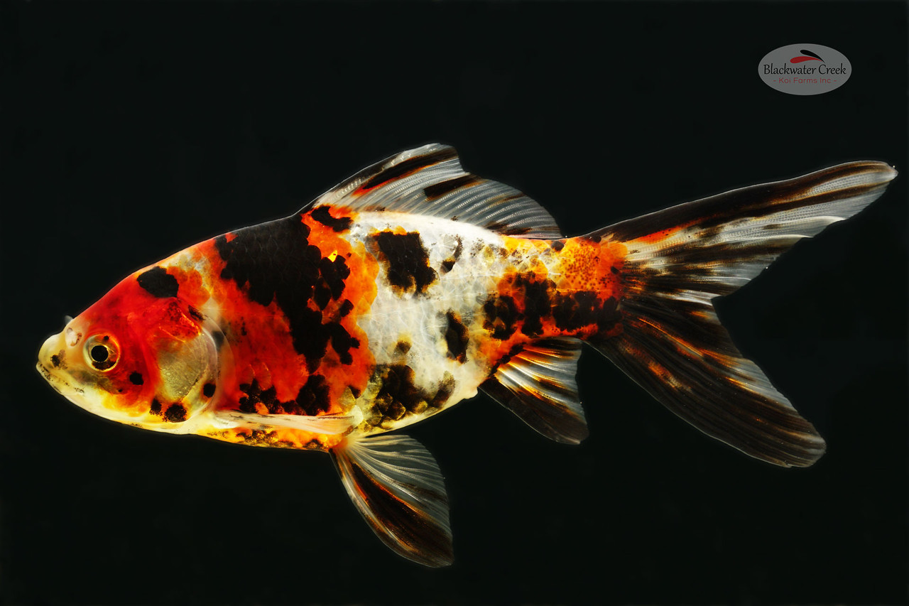 Smiley Goldfish 6-7 inches [XX25-T83-10] - Blackwater Creek Koi Farms