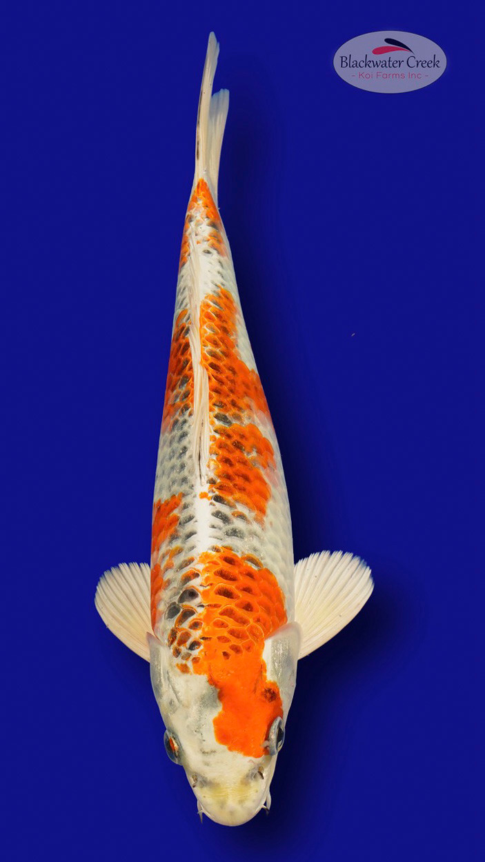 その他 kujaku Kujaku 12 inches [ES2-7825-16] - Blackwater Creek Koi Farms