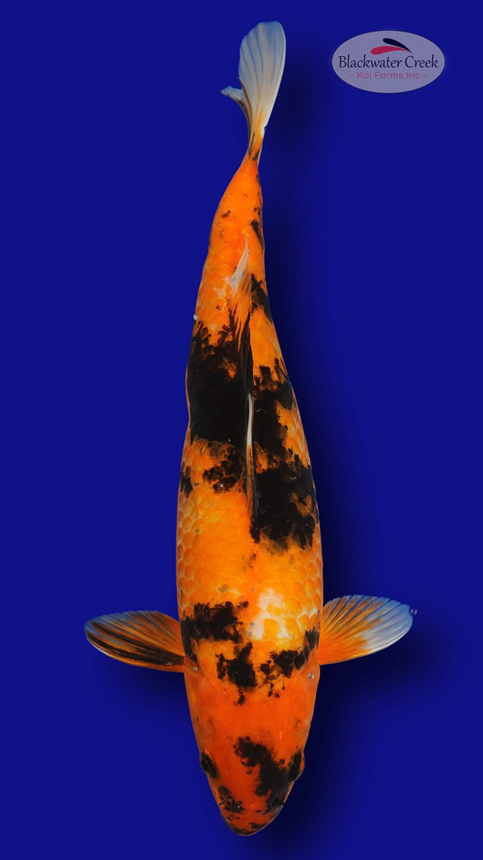 Hi Utsuri 13 inches [ES2-7825-45] Blackwater Creek Koi Farms