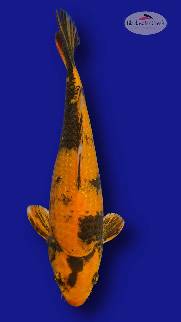 Kin Ki Utsuri 12 inches [ES3-7825-96] - Blackwater Creek Koi Farms