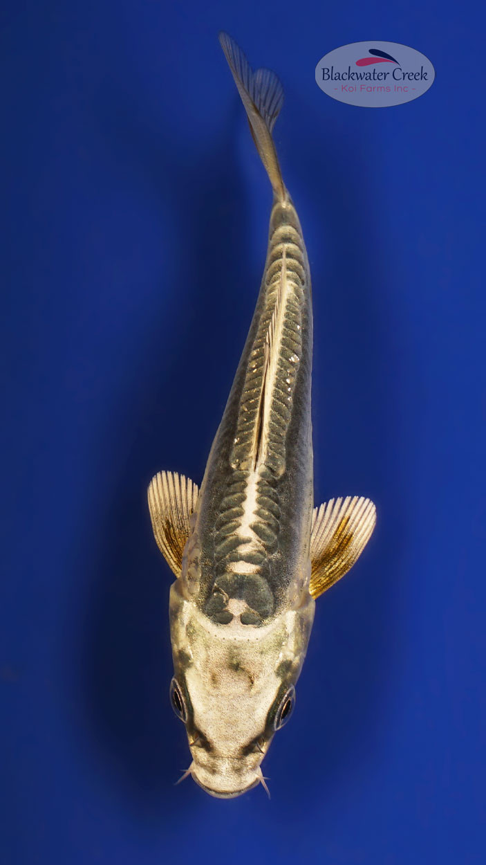 Kikokuryu Koi koi for sale