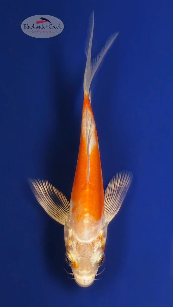 e2641 蒔絵 吸物椀 十客 木箱入り 瓢箪 紅葉 打出の小槌 木製 漆塗 蛤蒔絵吸物椀10客共箱付き漆塗り 魯山人 乾山 - 工芸品