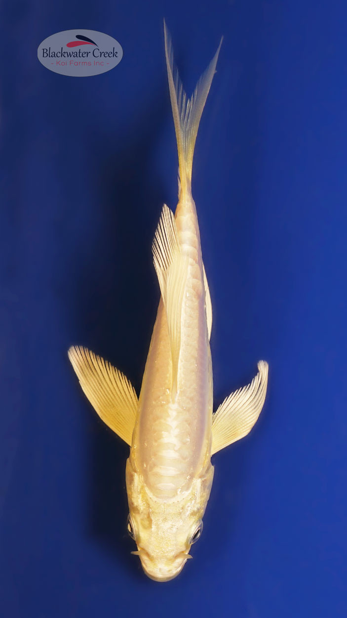 Doitsu Koi koi for sale