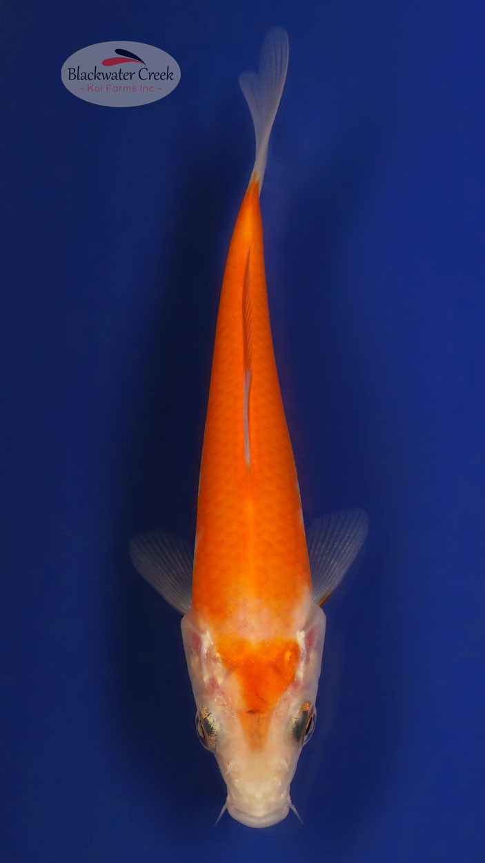 Kohakua ページ　TSC-13/CWB Kohaku 4-5 inches [W25-T97-6] - Blackwater Creek Koi Farms
