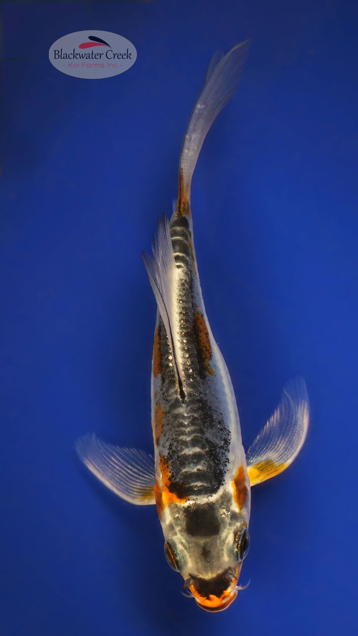 Kikokuryu 4-5 inches [W25-T113-11] - Blackwater Creek Koi Farms