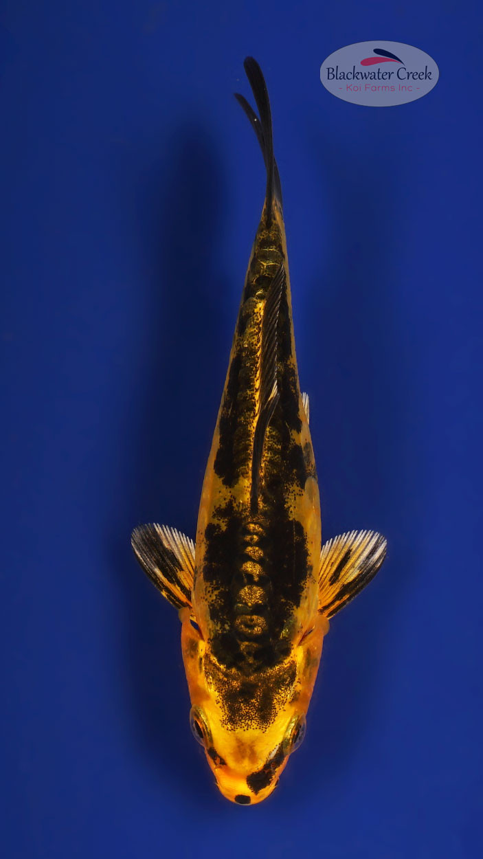 Aka Bekko 4-5 inches [W25-T106-14] - Blackwater Creek Koi Farms