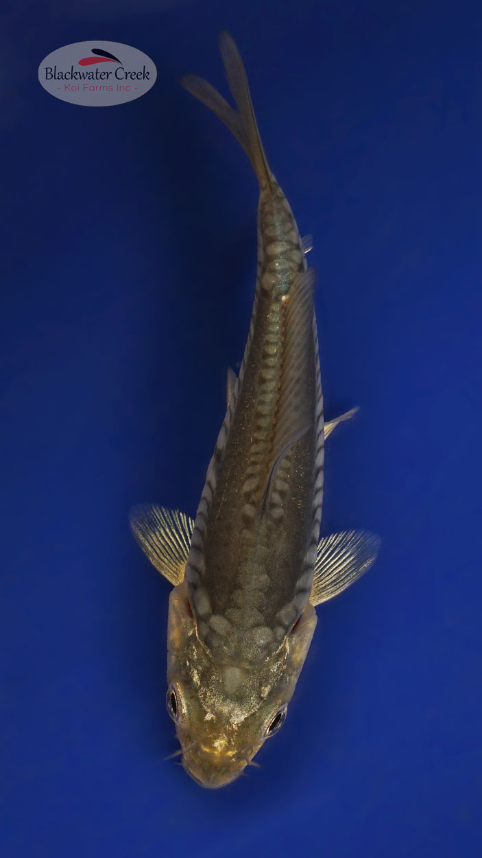 Doitsu Soragoi 3-4 inches [X25-T112-2] - Blackwater Creek Koi Farms