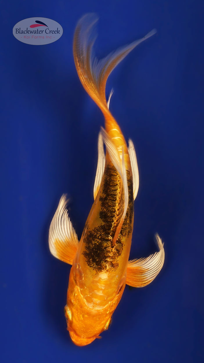 Kawarigoi 4-5 inches [X25-T122-8] - Blackwater Creek Koi Farms