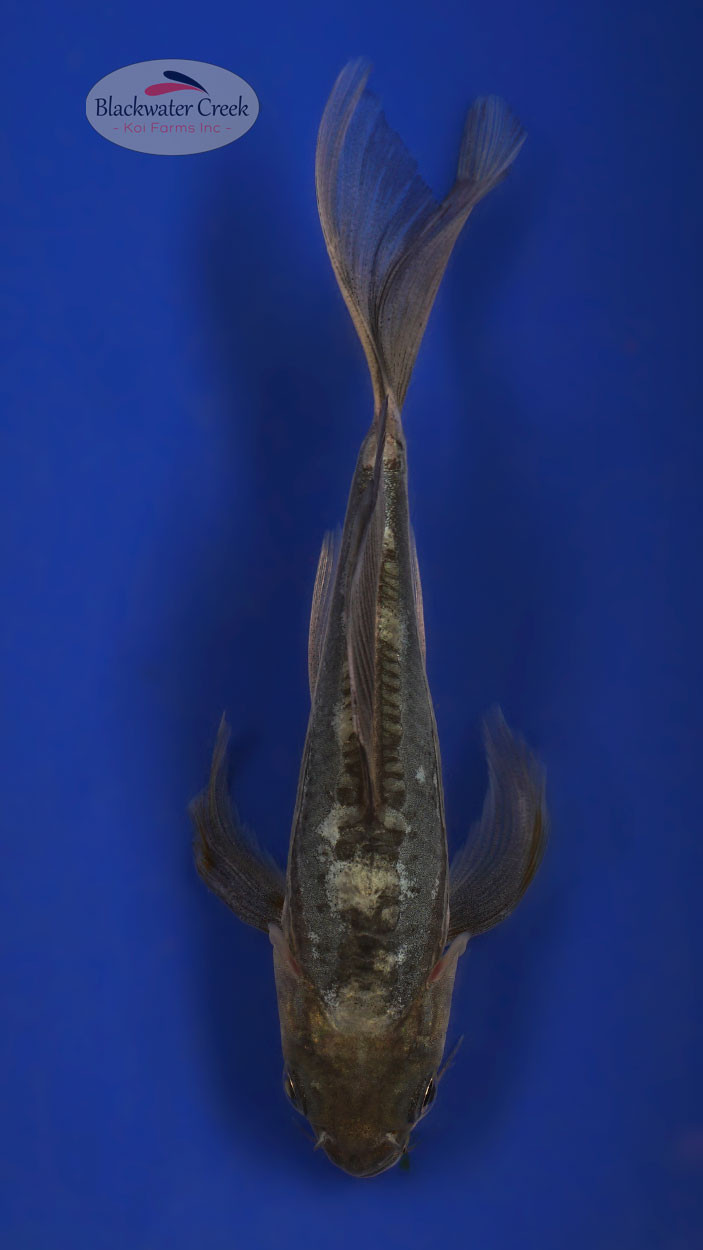 Doitsu Soragoi 4-5 inches [X25-128-5] - Blackwater Creek Koi Farms