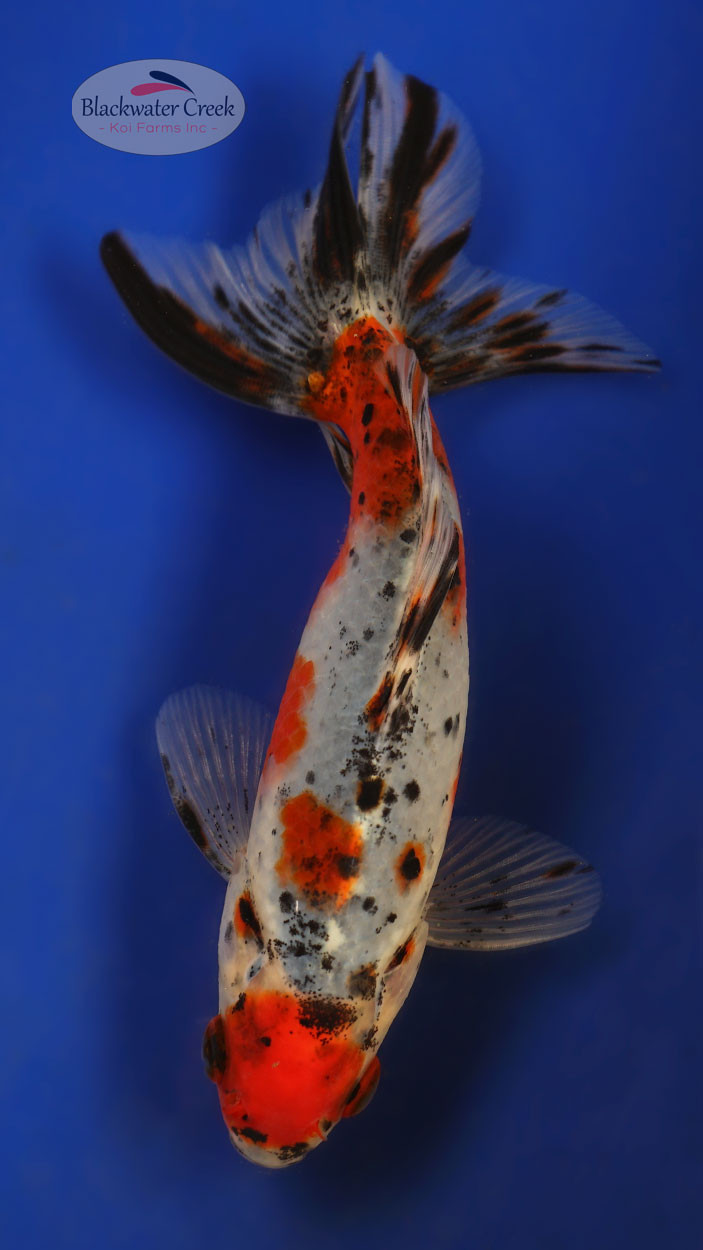 Calico Wakin 5-6 inches [XX25-T63-1] - Blackwater Creek Koi Farms