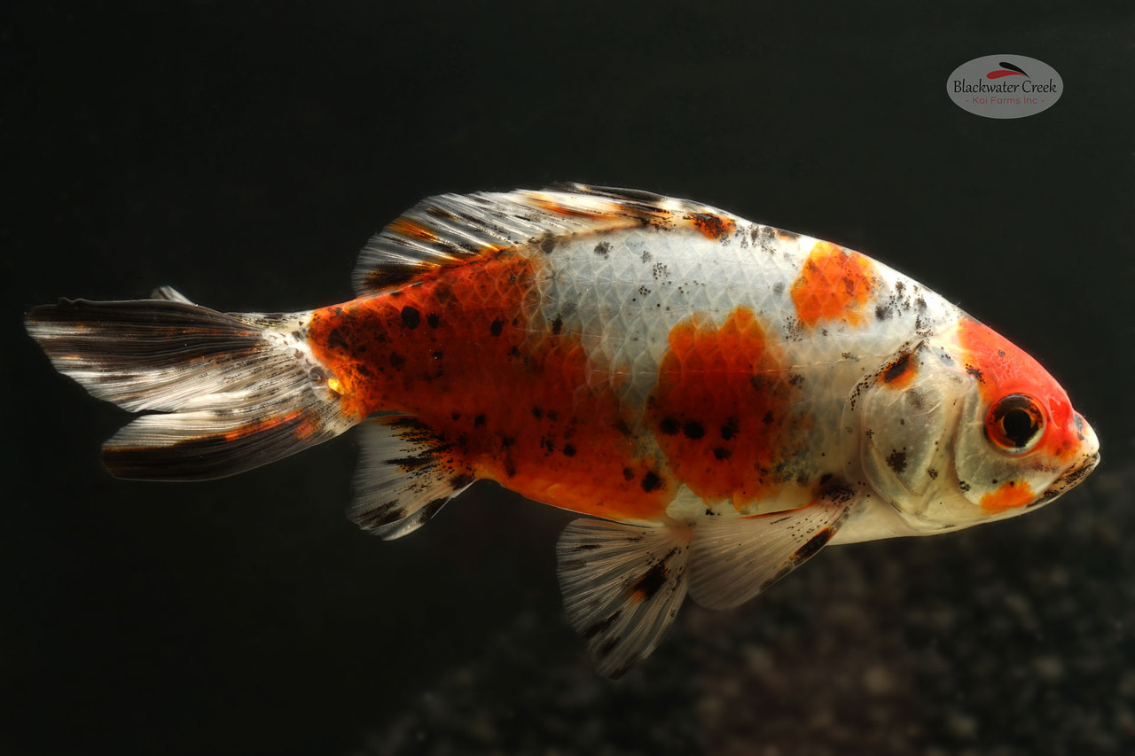 Calico Wakin 5-6 inches [XX25-T63-1] - Blackwater Creek Koi Farms