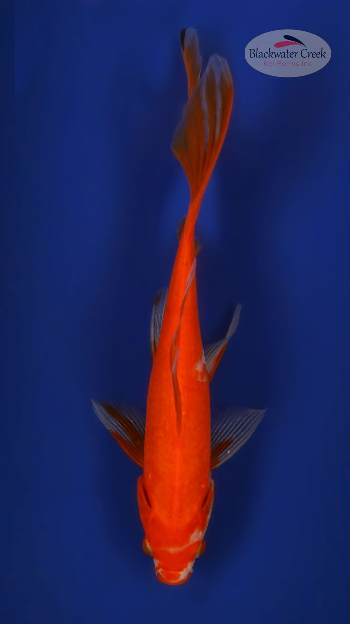 Orange Comet 4-5 inches [XX25-T65-20] - Blackwater Creek Koi Farms