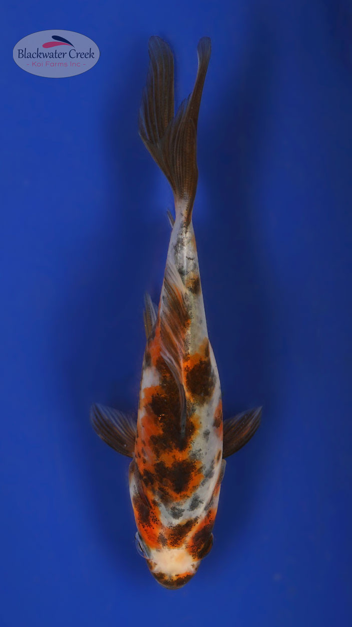 Shubunkin 4-5 inches [XX25-T64-5] - Blackwater Creek Koi Farms