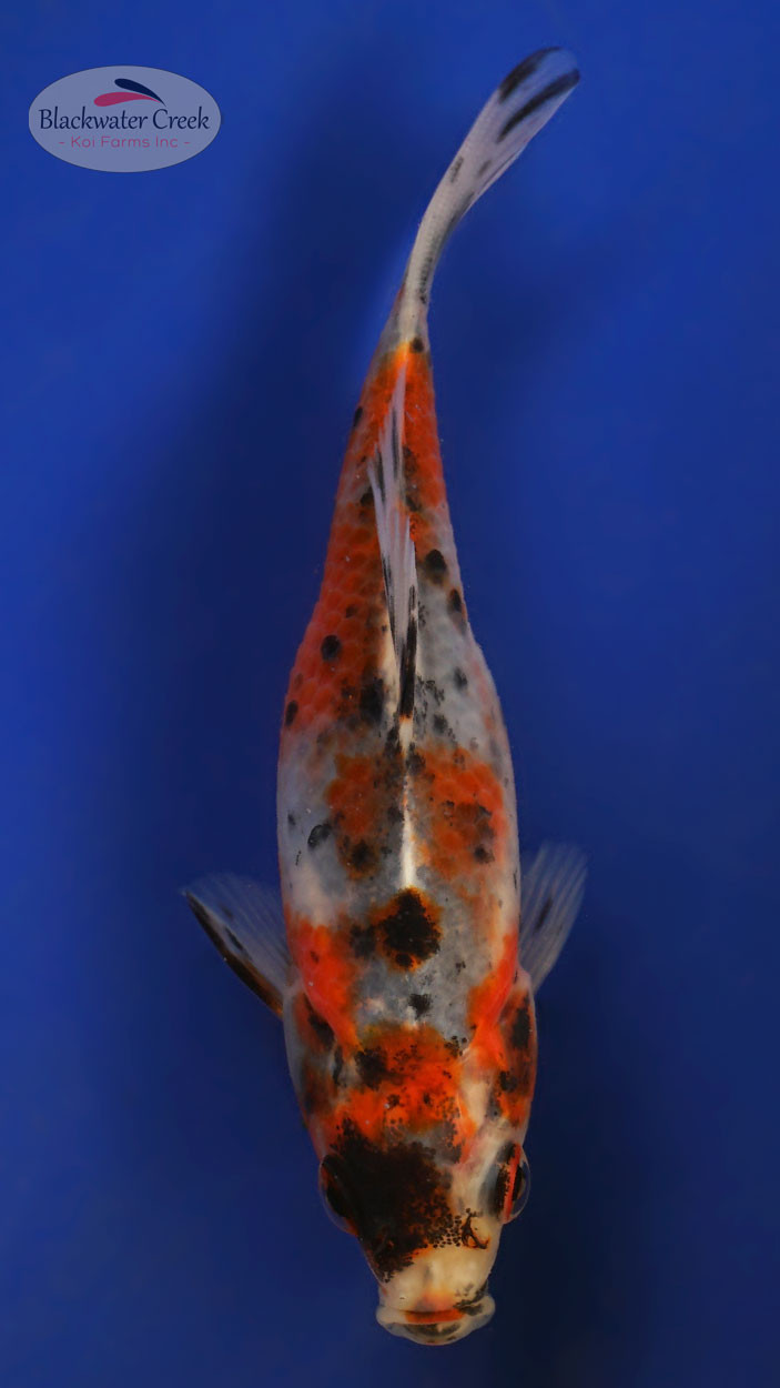 Shubunkin 3-4 inches [XX25-T64-7] - Blackwater Creek Koi Farms