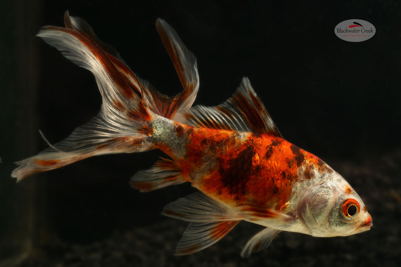 Calico Watonai 4-5 inches [XX25-T64-9] - Blackwater Creek Koi Farms