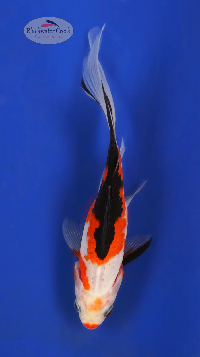 Sanke Gold 5-6 inches [XX25-T68-9] - Blackwater Creek Koi Farms