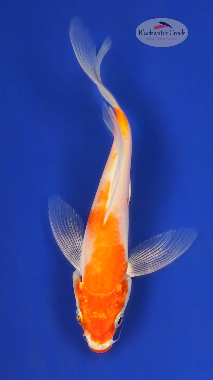 KOHAKUETC Kohaku 4-5 inches [Z25-T22-6] - Blackwater Creek Koi Farms