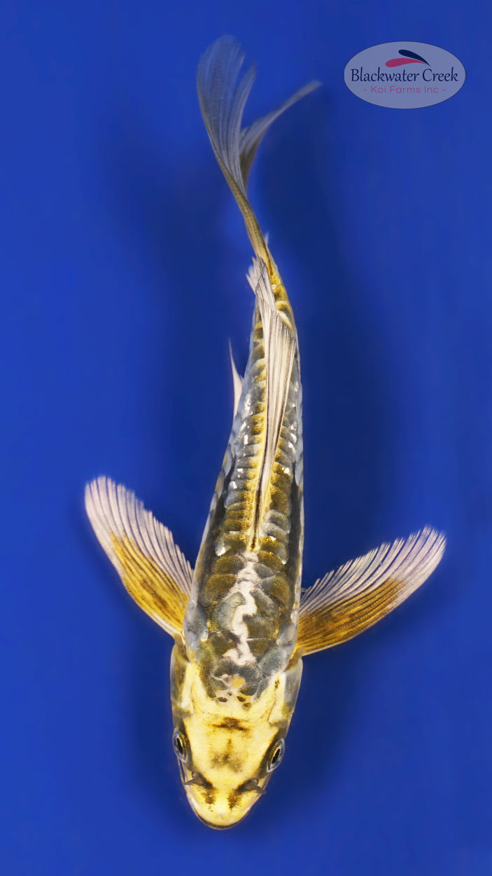 Kin Kikokuryu 5-6 inches [A25-T37-70] - Blackwater Creek Koi Farms