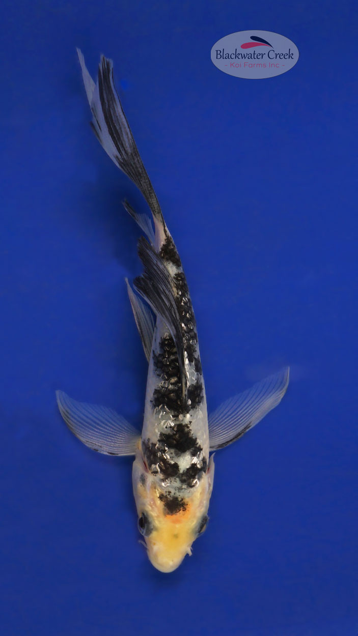 Shiro Utsuri 4-5 inches [A25-T34-2] - Blackwater Creek Koi Farms