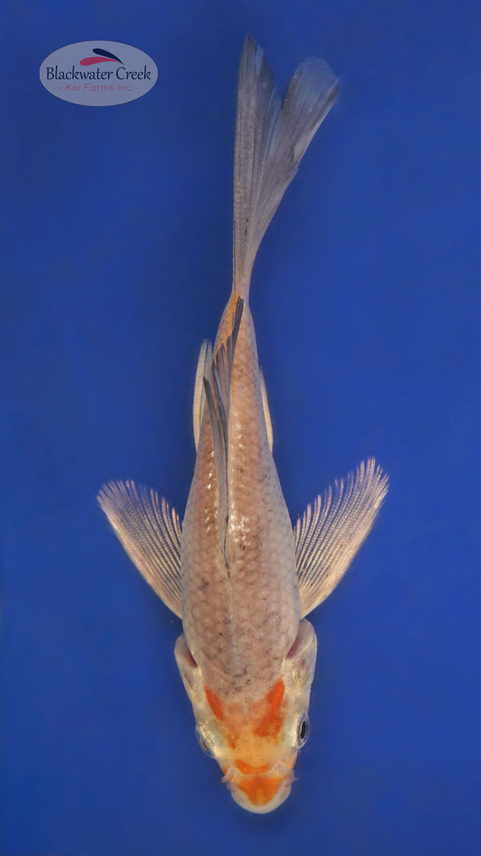 Ochiba 4-5 inches [A25-T42-13] - Blackwater Creek Koi Farms