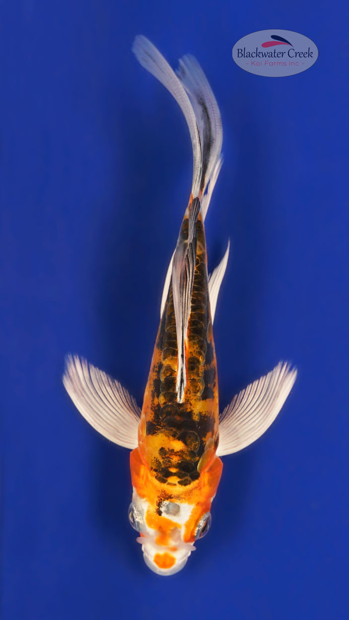 Heisei Nishiki 5-6 inches [A25-T42-11] - Blackwater Creek Koi Farms